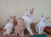 Gorgeous ginger kittens only one left