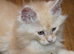 TICA reg Maine Coons - Ready to leave