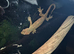 Mossy Gecko