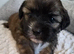 Beautiful shorkie puppies (Shih-tzu x Yorkshire terrier)- family raised