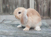 Minilop bunnies and Adult Female