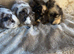 Two Pairs of Baby Male Guinea Pigs