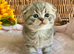 EXCEPTIONAL SCOTTISH/BSH (READY 17TH JULY)