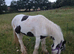 3 year old filly