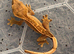 Baby crested geckos