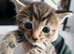 5 Kittens left