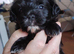 Yorkchipoo
