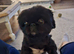 Gorgeous black female pekingese adult