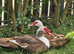 Muscovy Duck Eggs For hatching or Eating