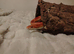 Adult corn snake