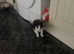 Cute kittens