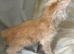 Stunning ginger/cream kittens