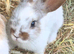 Beautiful half giant rabbits