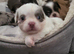 Apple head Chihuahua puppies long haired