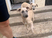 Whippet puppy&rsquo;s