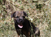 KC registered Border Terrier Puppy