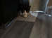 Make kitten