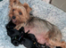 ANMACO Pups have Arrived!
