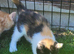 Beautiful kitten looking good a home..