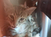 2 male kittens