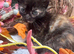 1 TORTIE FEMALE KITTEN LEFT