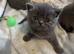 Gorgeous Persian kittens looking for homes