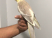 Beautiful hand tamed cinnamon cockatiels for sale.