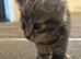 2 beautiful fluffy kittens