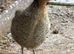 Breeding pair