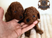 5-star licensed ESPONJOSO Exclusive Half Asian Toy Poodles DWKC registered