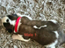 Beautiful KC registered show quality Puppies