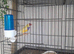Guioldian finches