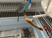 English male budgie