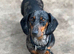 For sale Bella 4years old dashund girl