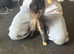 Kitten for sale