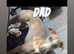 Whippet cross pups