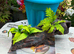 Fish tank decorations/ ornaments