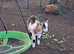 4 month old pygmys