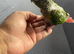 Green cheek conure handreared babies