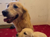 Golden retriever puppies