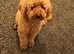 F1Bb Cavapoo boy