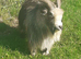 Pedigree billy goat for sale