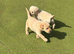 Labrador puppy&rsquo;s