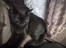 5 month old neutered male