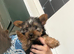 Yorkie puppy