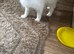 Female fluffy kitten