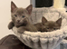 5 gorgeous grey kittens