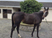 Sane sensible homebred 16h 13yo Irish TB mare RORE