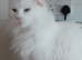 Registered Female maine coon
