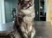 Maine Coon boy black smoke